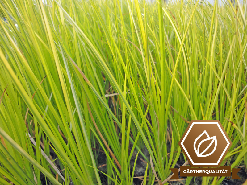 Kalmus gelbgestreift - Acorus gramineus Ogon